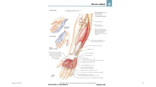 Marzo 2016 Netter Atlas de Anatomia Humana 4ta edición 37
 
