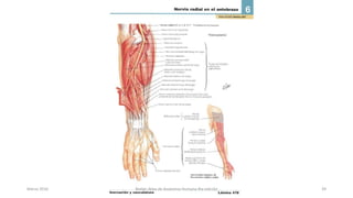 Marzo 2016 Netter Atlas de Anatomia Humana 4ta edición 39
 