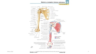 Marzo 2016 Netter Atlas de Anatomia Humana 4ta edición 4
 