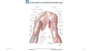 Marzo 2016 Netter Atlas de Anatomia Humana 4ta edición 40
 