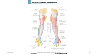 Marzo 2016 Netter Atlas de Anatomia Humana 4ta edición 42
 