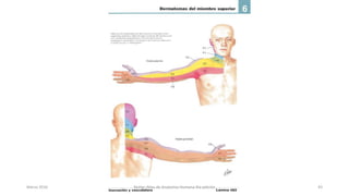 Marzo 2016 Netter Atlas de Anatomia Humana 4ta edición 43
 