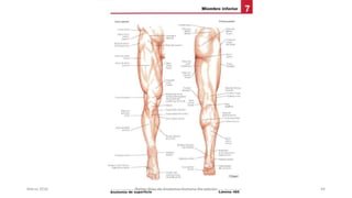 Marzo 2016 Netter Atlas de Anatomia Humana 4ta edición 44
 