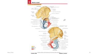 Marzo 2016 Netter Atlas de Anatomia Humana 4ta edición 45
 
