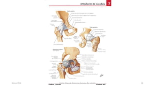 Marzo 2016 Netter Atlas de Anatomia Humana 4ta edición 46
 