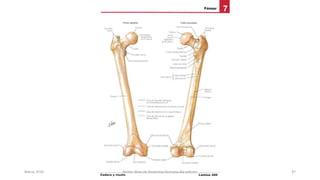 Marzo 2016 Netter Atlas de Anatomia Humana 4ta edición 47
 