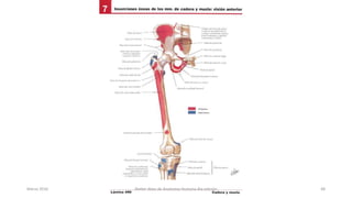 Marzo 2016 Netter Atlas de Anatomia Humana 4ta edición 48
 