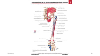 Marzo 2016 Netter Atlas de Anatomia Humana 4ta edición 49
 