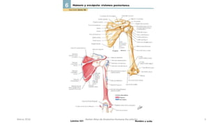 Marzo 2016 Netter Atlas de Anatomia Humana 4ta edición 5
 
