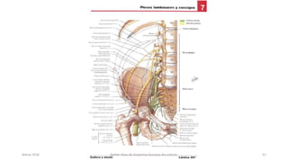 Marzo 2016 Netter Atlas de Anatomia Humana 4ta edición 51
 