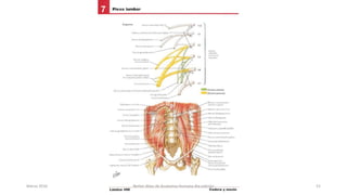 Marzo 2016 Netter Atlas de Anatomia Humana 4ta edición 52
 
