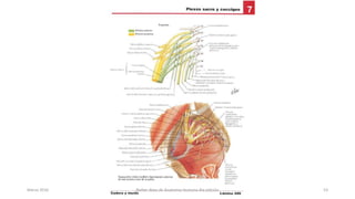 Marzo 2016 Netter Atlas de Anatomia Humana 4ta edición 53
 