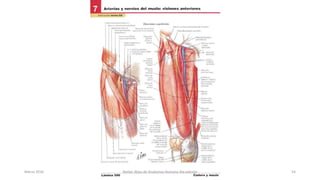 Marzo 2016 Netter Atlas de Anatomia Humana 4ta edición 54
 