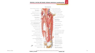 Marzo 2016 Netter Atlas de Anatomia Humana 4ta edición 55
 