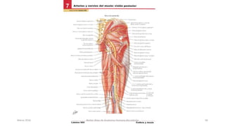 Marzo 2016 Netter Atlas de Anatomia Humana 4ta edición 56
 