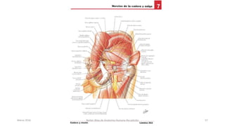 Marzo 2016 Netter Atlas de Anatomia Humana 4ta edición 57
 
