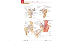Marzo 2016 Netter Atlas de Anatomia Humana 4ta edición 58
 