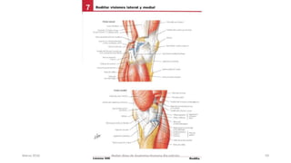 Marzo 2016 Netter Atlas de Anatomia Humana 4ta edición 59
 