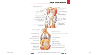 Marzo 2016 Netter Atlas de Anatomia Humana 4ta edición 60
 