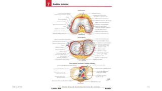 Marzo 2016 Netter Atlas de Anatomia Humana 4ta edición 61
 