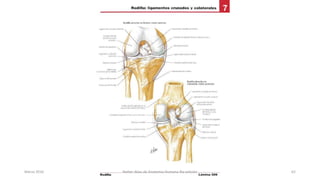 Marzo 2016 Netter Atlas de Anatomia Humana 4ta edición 62
 