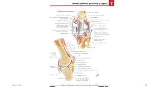 Marzo 2016 Netter Atlas de Anatomia Humana 4ta edición 63
 