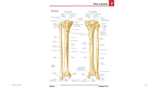 Marzo 2016 Netter Atlas de Anatomia Humana 4ta edición 64
 