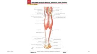 Marzo 2016 Netter Atlas de Anatomia Humana 4ta edición 67
 