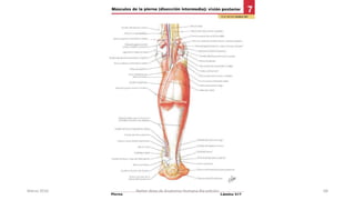 Marzo 2016 Netter Atlas de Anatomia Humana 4ta edición 68
 