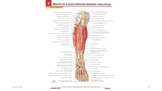 Marzo 2016 Netter Atlas de Anatomia Humana 4ta edición 69
 