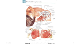 Marzo 2016 Netter Atlas de Anatomia Humana 4ta edición 7
 