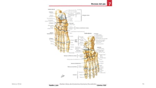 Marzo 2016 Netter Atlas de Anatomia Humana 4ta edición 70
 