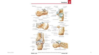 Marzo 2016 Netter Atlas de Anatomia Humana 4ta edición 72
 