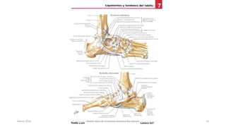 Marzo 2016 Netter Atlas de Anatomia Humana 4ta edición 73
 