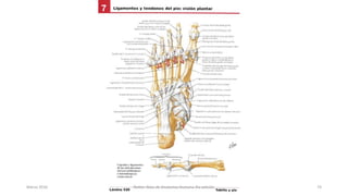 Marzo 2016 Netter Atlas de Anatomia Humana 4ta edición 74
 