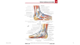 Marzo 2016 Netter Atlas de Anatomia Humana 4ta edición 75
 