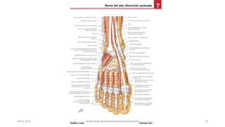Marzo 2016 Netter Atlas de Anatomia Humana 4ta edición 76
 