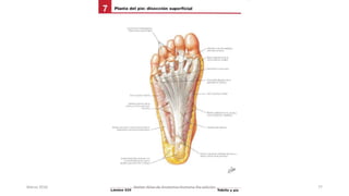 Marzo 2016 Netter Atlas de Anatomia Humana 4ta edición 77
 