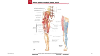 Marzo 2016 Netter Atlas de Anatomia Humana 4ta edición 78
 