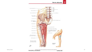 Marzo 2016 Netter Atlas de Anatomia Humana 4ta edición 79
 