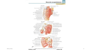 Marzo 2016 Netter Atlas de Anatomia Humana 4ta edición 8
 