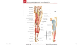 Marzo 2016 Netter Atlas de Anatomia Humana 4ta edición 80
 