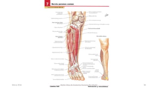 Marzo 2016 Netter Atlas de Anatomia Humana 4ta edición 82
 