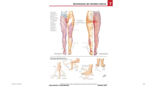 Marzo 2016 Netter Atlas de Anatomia Humana 4ta edición 83
 