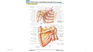 Marzo 2016 Netter Atlas de Anatomia Humana 4ta edición 9
 