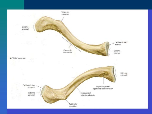 Osteologia miembro superior fusm Osteologia miembro superior fusm