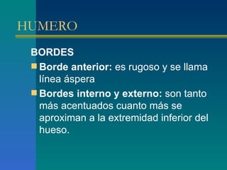 Borde Rugoso OSTEOLOGIA | PPT