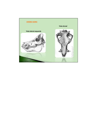 18/08/2010




            CRÂNIO SUÍNO

                                    Vista dorsal


           Vista lateral esquerda




Imagens: POPESKO, P.




                                                          10
 