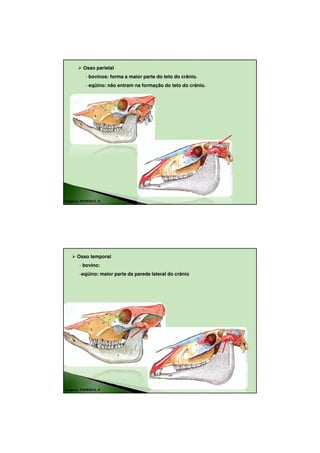 18/08/2010




          Osso parietal
           - bovinos: forma a maior parte do teto do crânio.
           - eqüino: não entram na formação do teto do crânio.




Imagens: POPESKO, P.




      Osso temporal
        - bovino:
        -eqüino: maior parte da parede lateral do crânio




Imagens: POPESKO, P.




                                                                         3
 