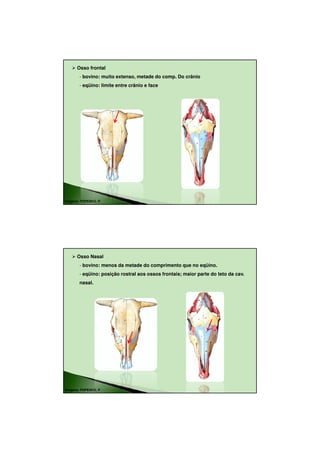 18/08/2010




      Osso frontal
        - bovino: muito extenso, metade do comp. Do crânio
        - eqüino: limite entre crânio e face




Imagens: POPESKO, P.




      Osso Nasal
        - bovino: menos da metade do comprimento que no eqüino.
        - eqüino: posição rostral aos ossos frontais; maior parte do teto da cav.
        nasal.




Imagens: POPESKO, P.




                                                                                            4
 